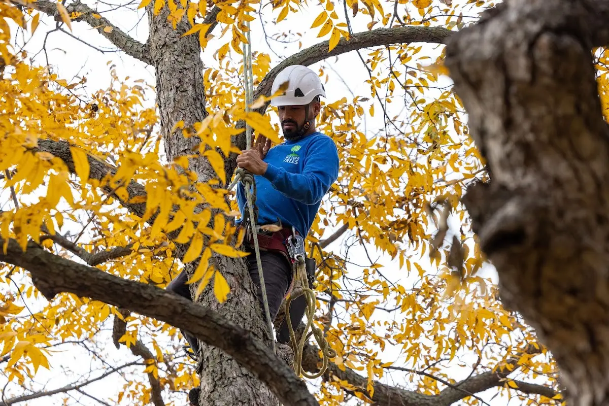 Skilled Dead Tree Removal crew working in Graham